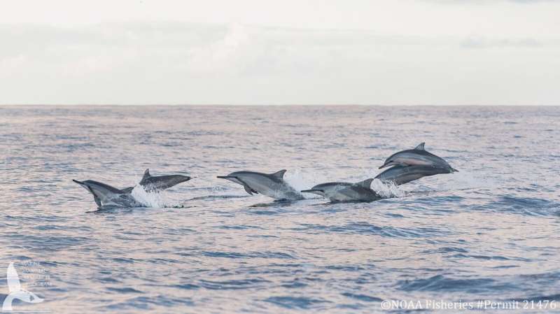 Dolphin ages, pod health revealed with drone photographs