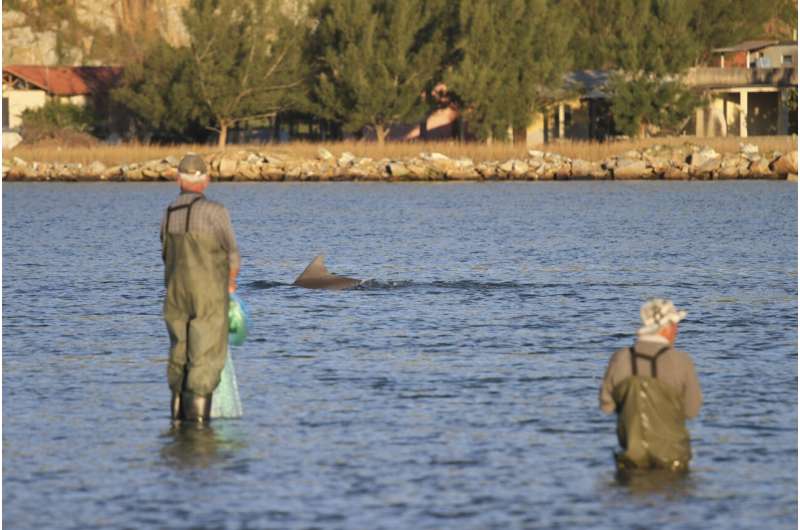 Dolphins, humans both benefit from fishing collaboration