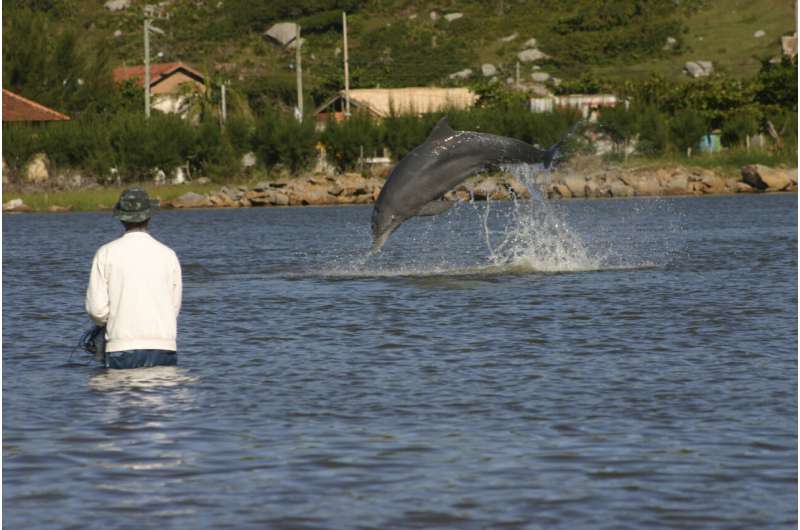 Dolphins, humans both benefit from fishing collaboration