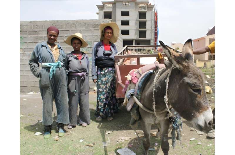 Donkeys could help protect Ethiopian women from destitution, study finds