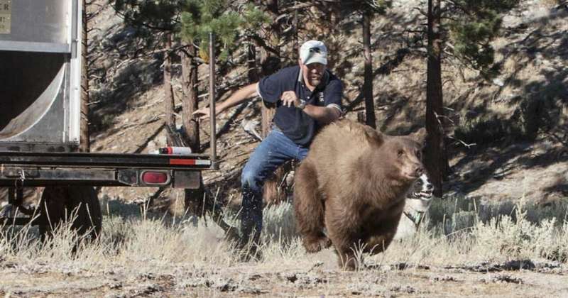 Don't feed the bears! But birds OK, new Tahoe research shows