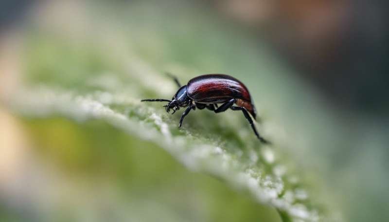 Don't kill the curl grubs in your garden—they could be native beetle babies