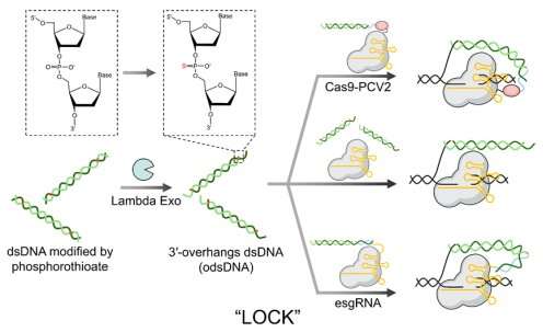 Double-stranded DNA donor with novel structure boosts gene knock-in efficiency