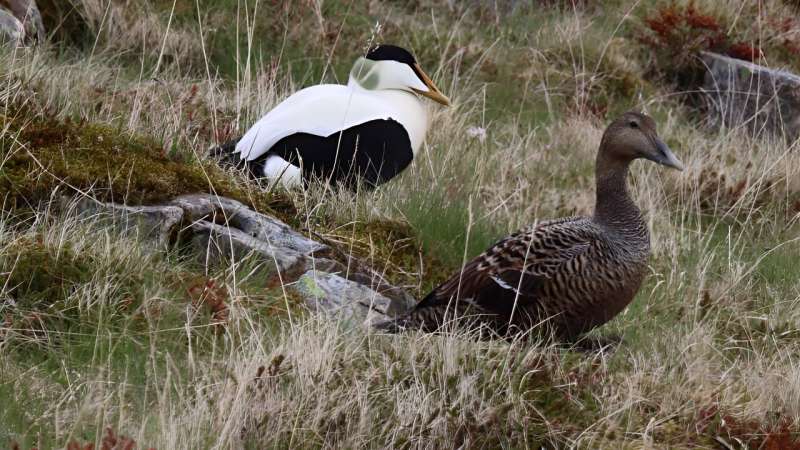 Down in danger? 123 years of Citizen Science reveal which predator is causing trouble for eider ducks in Iceland