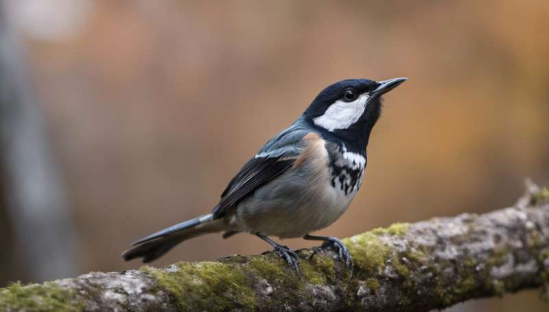Dozens of woodland bird species are threatened, and we still don't know what works best to bring them back