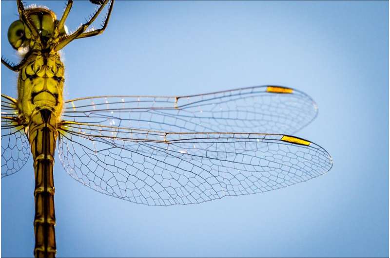 Dragonfly's wing