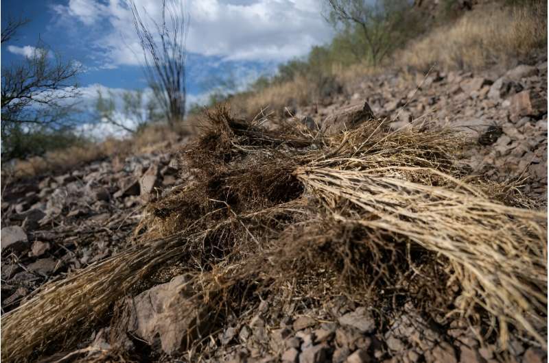 Dried buffelgrass, an invasive species that leads to faster growing wildfires, is seen on the side of a hill near a trail in Tuc