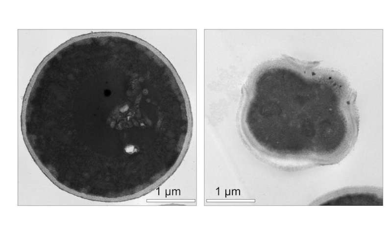 Drilling down on treatment-resistant fungi with molecular machines