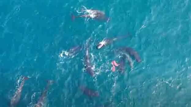 Drone footage captures moment pilot whale expels placenta off Shetland