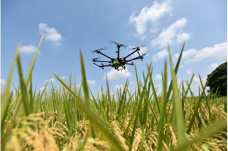 Drones and deep learning: researchers develop a new technique to quantify rice production