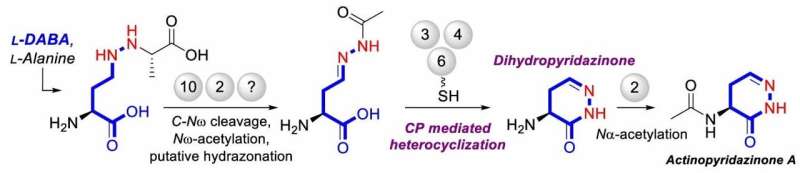 Drug precursor biosynthesis hinges on carrier-mediated ring formation
