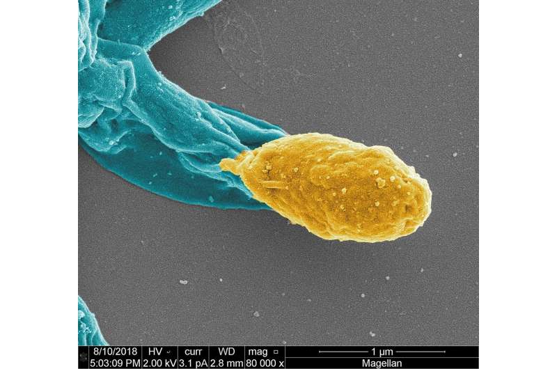 Dual-action antibiotic found that kills Clostridioides difficile, preventing reinfections