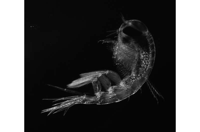 Due to sea-ice retreat, zooplankton could remain in the deep longer