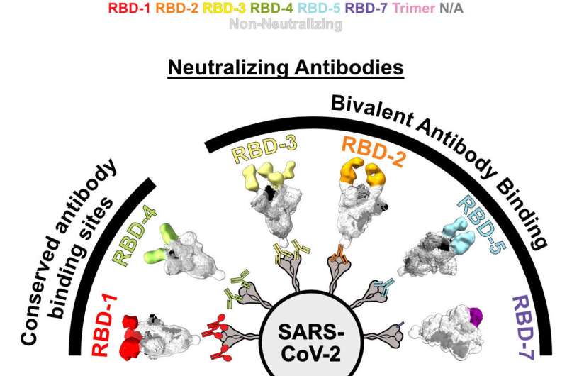 Durable SARS-CoV-2 antibodies bind to two viral targets at once