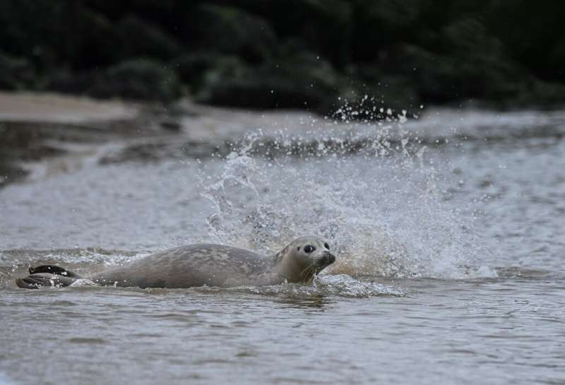During Covid restrictions, seals found Belgian beaches to be deserted resting spots. Now that's changing.