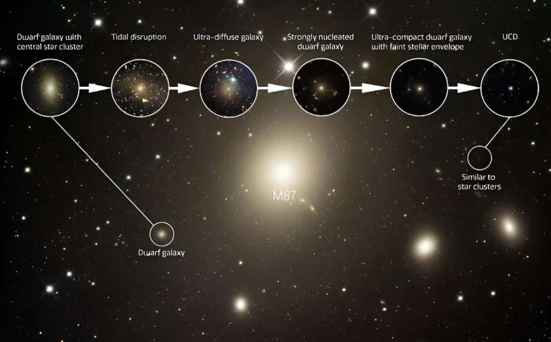 Dwarf galaxies stripped of stars prove to be the missing link in the formation of rare ultra-compact dwarf galaxies