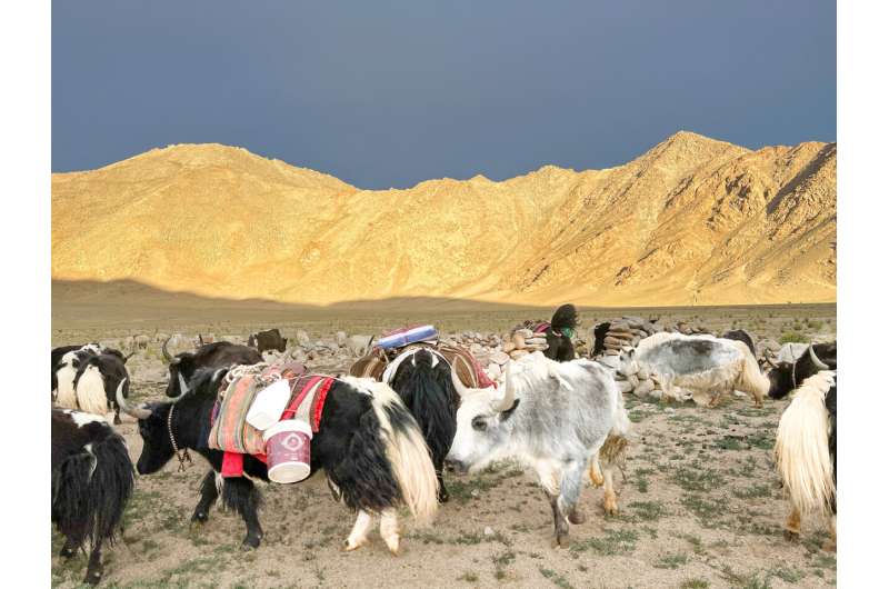 Earliest evidence for domestic yak found using both archaeology, ancient DNA