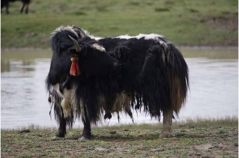 Earliest evidence for domestic yak found using both archaeology, ancient DNA