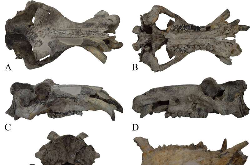 Earliest known European common hippopotamus fossil reveals their Middle Pleistocene dispersal