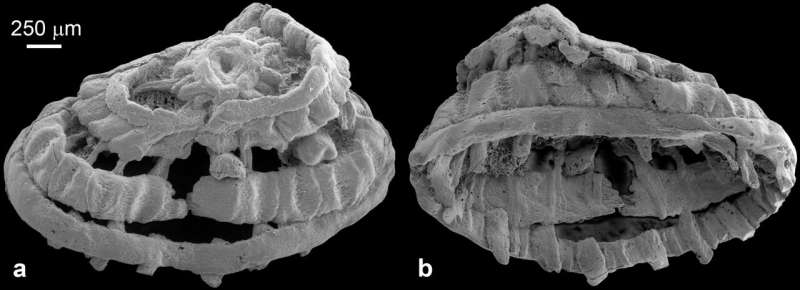 Early Cambrian microfossils preserve introvert musculature of cycloneuralians