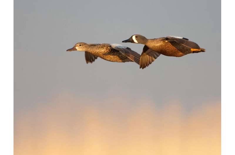 Early-nesting ducks at increased risk due to changes in climate, land use