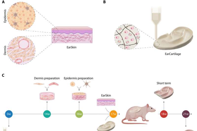 EarSkin and EarCartilage - combining bioengineered human skin with bioprinted cartilage for ear reconstruction