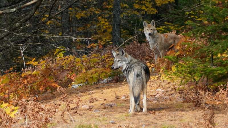Eastern wolves evolved separately from grey wolves