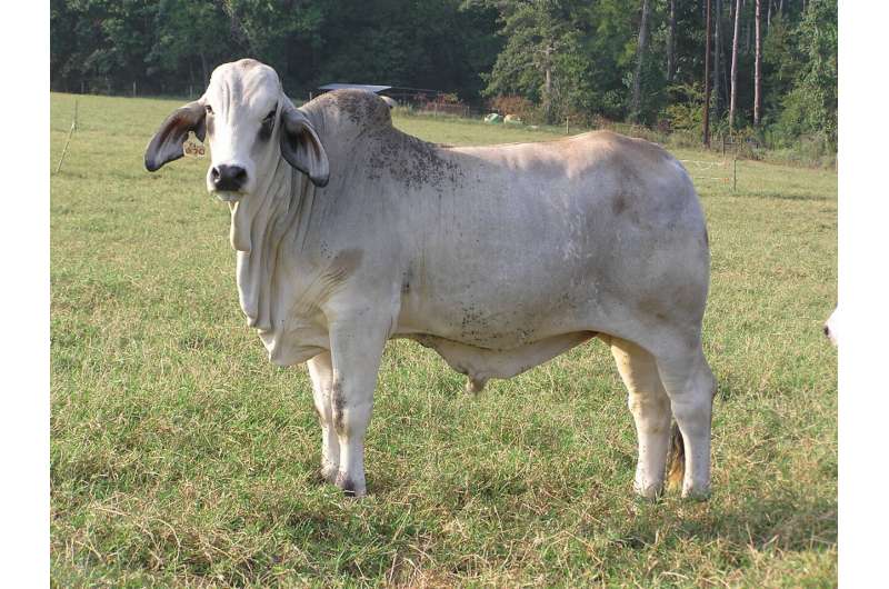 The eating habits of Brahman steers affect the tenderness of the meat