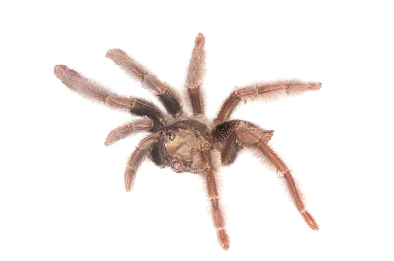 Ecuador's newest tarantulas: just discovered, two new species face imminent threats