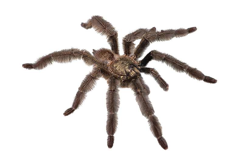 Ecuador's newest tarantulas: just discovered, two new species face imminent threats