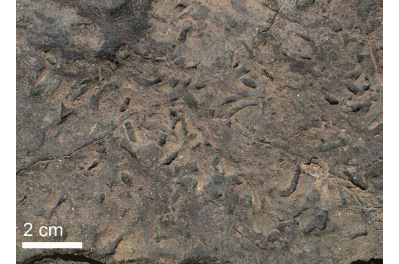 Ediacaran fossils reveal origins of biomineralisation that led to expansion of life on Earth