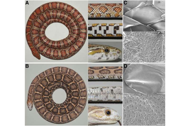 Editing a snake genome to stop production of dorsal scales