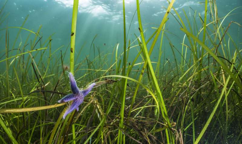 Eelgrass proves to be much younger than we thought
