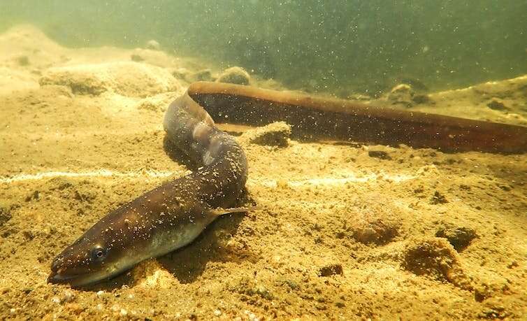 Eels have fascinated us for ages. Now we need to stop eating them