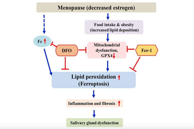 Effect of deferoxamine and ferrostatin-1 on salivary gland dysfunction in ovariectomized rats
