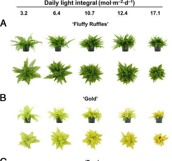 Effects of photosynthetic daily light on SwordFern cultivars