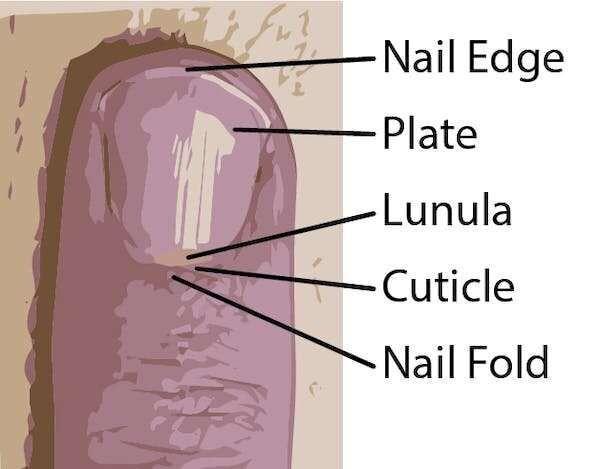 Effects of polishes, acrylics and powders on fingernails