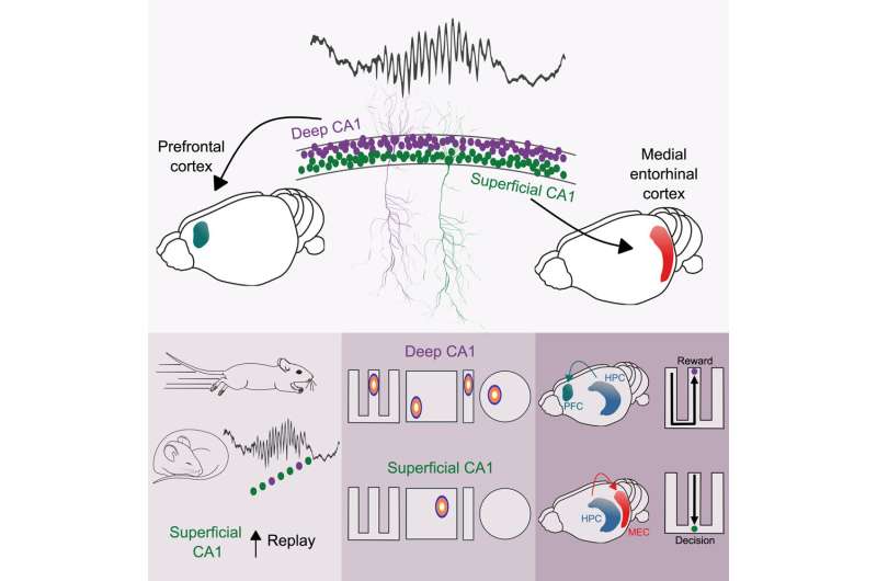 Effects on memory of neuron diversity in brain region revealed