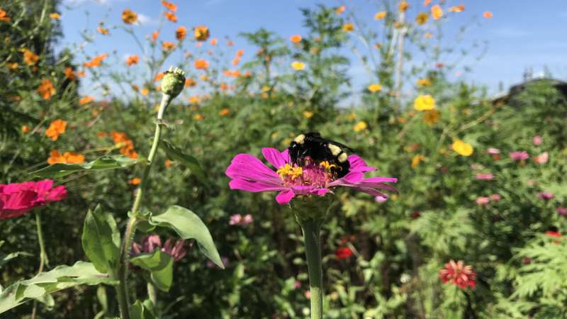 Effort to help pollinators shows successes, limitations