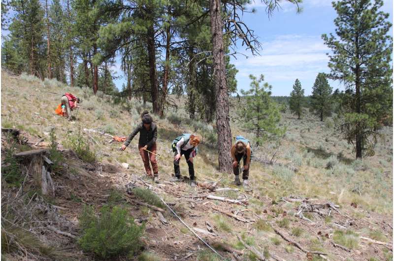 Efforts to restore federal forests in eastern Oregon are working, Oregon State research shows