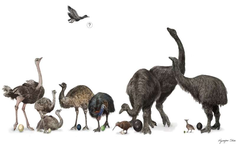 Eggshells of large, flightless birds evolved along different tracks