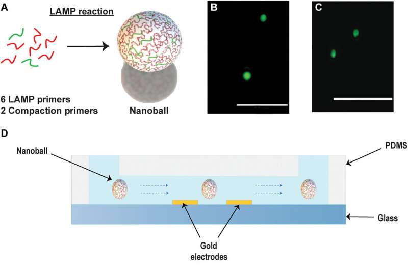 Electronic detection of DNA nanoballs enables simple pathogen detection