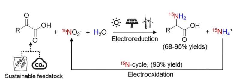 Electrosynthesis of 15N-labeled amino acids from 15N-nitrite and ketonic acids