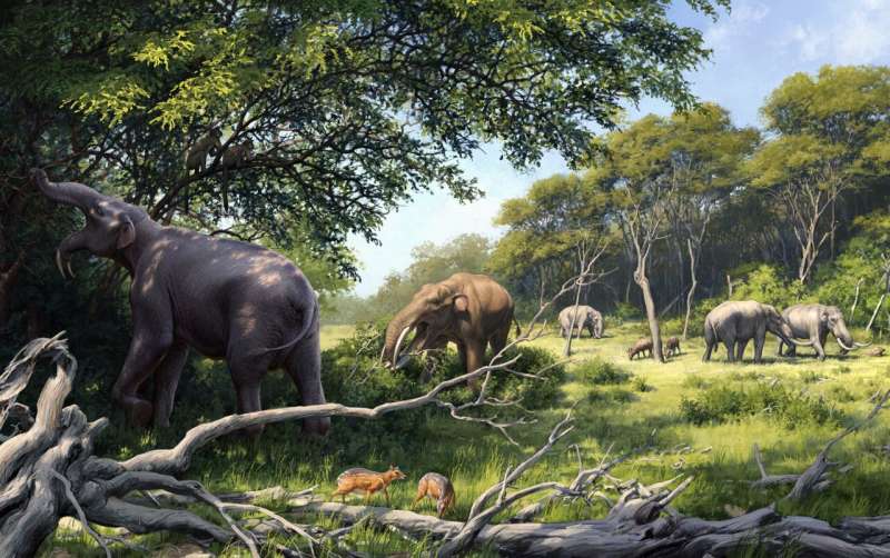Elephant ancestors´ teeth evolved in response to long term changes in diet and climate in Africa