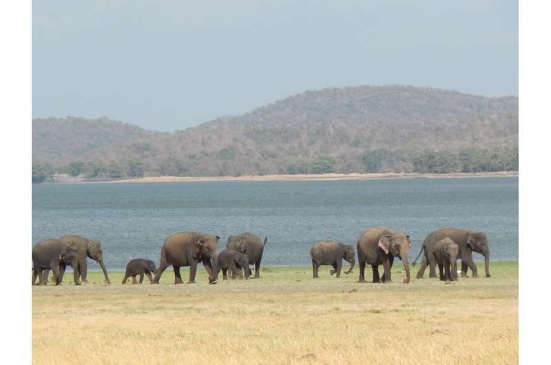 Elephant ecosystems in decline