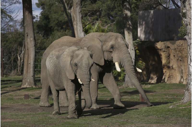 Elephants in US zoos? Without breeding, future is uncertain