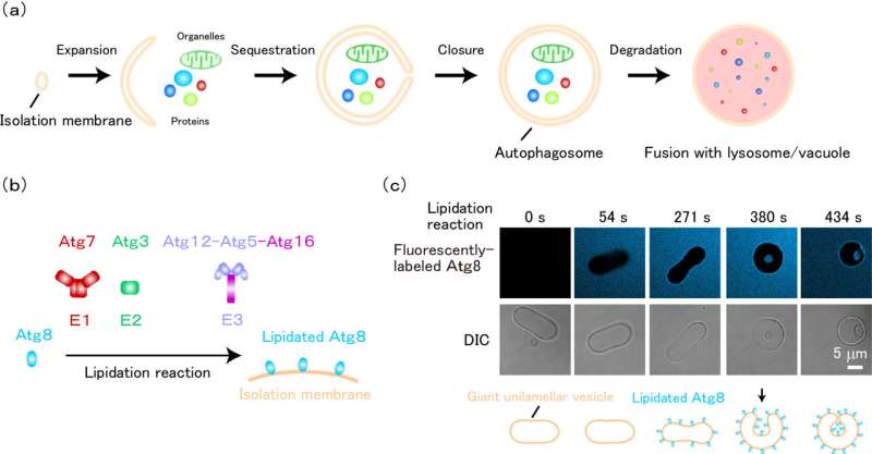 Elucidating the mechanism of autophagosomes shaping with a flexible web