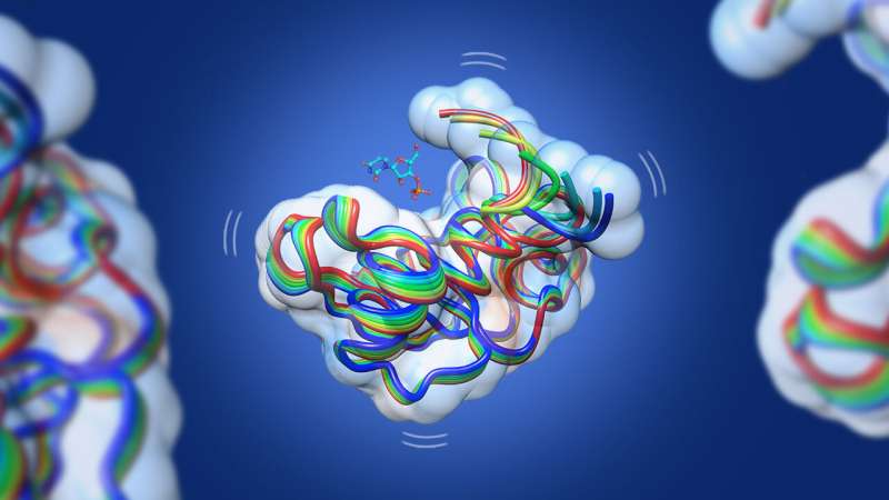 Elucidating the mysteries of enzyme evolution at the macromolecular level