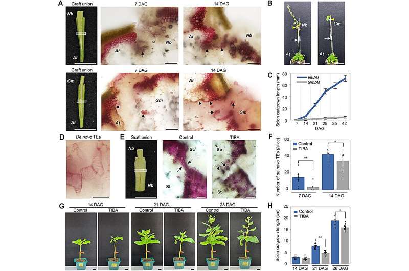 Elucidating xylem reconnection mechanisms in interfamily grafting: Molecular insights and implications for nicotiana species
