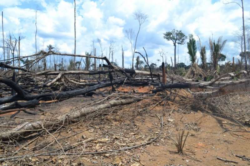 Emerging deforestation frontier in southwestern Amazon sees increase in burnings